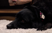 SCVTV’s Community Corner: Therapy Animals Reducing Stress of Students Across Hart District