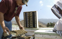 Parasitic Mites, Lack of Land Could be to Blame for Decline in Honey Bees