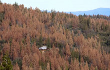 Tree Mortality: 66 Mil. Trees Across California Are Dead