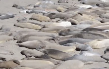 Rolling With The Tour: Elephant Seals