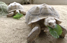 Hart Park Welcomes New Alpacas, Tortoises