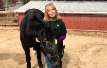W.S. Hart Park Education Series | Meet Blackie, The 40-Year-Old Horse