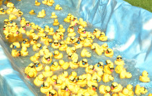 Annual Rubber Ducky Festival Sees Thousands of Ducks Race to Fund Health Services
