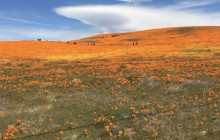Miner Morning TV | Signal Journalism Contest 2nd Place Winner: California Poppies
