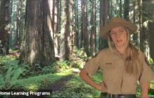 3-5 Mysteries of the Deep at North Coast Redwoods