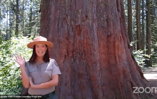 Calaveras Big Trees State Park – Sequoias! Part 2