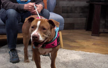 SCVTV’s Community Corner: Outta the Cage Introduces Cali the Dog