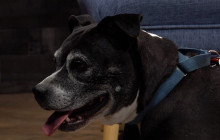 SCVTV’s Community Corner: Meet Adoption Ready Celcius from Golden Years Dog Sanctuary