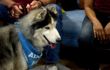 SCVTV’s Community Corner: Nanook the Husky is Ready to Join Your Family