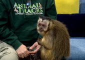 Animal Tracks’ Executive Director and Boo the Capuchin Monkey Stop By Community Corner