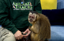 Animal Tracks’ Executive Director and Boo the Capuchin Monkey Stop By Community Corner