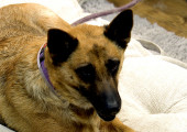 German Shepherd Ginger is Ready to Be Adopted