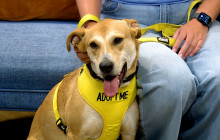 Meet Adoptable Dog Banana Bread from Hank’s Legacy Foundation